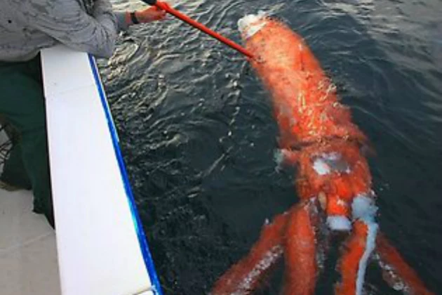 Remains of Giant Squid Spotted Off Coast of New South Wales Remains of Giant Squid Spotted Off Coast of New South Wales