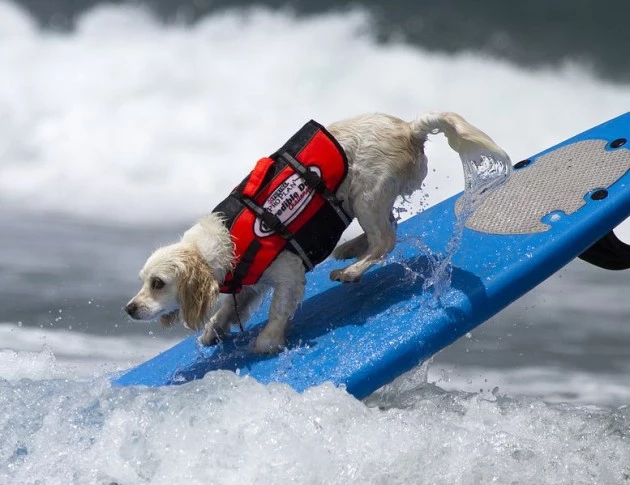 Surfing dog 1 Surfing Dog