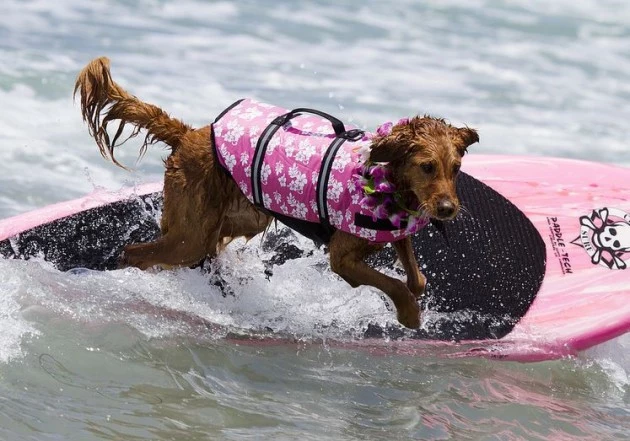 Surfing dog 5 Surfing Dog