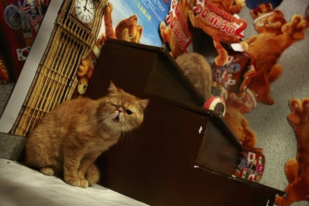 Exotic Shorthair Cats Are Shown To Promote Movie "Garfield" Exotic Shorthair Cats Are Shown To Promote Movie "Garfield"