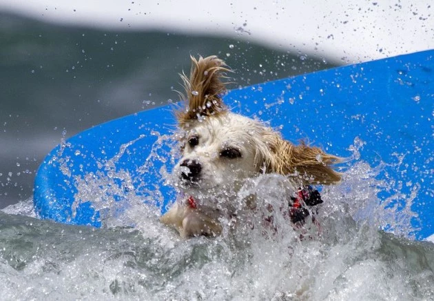 surfing dog surfing Dog