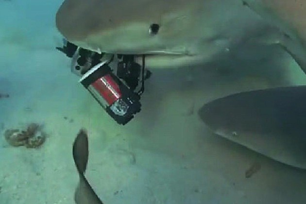 shark-eating-camera shark eating camera
