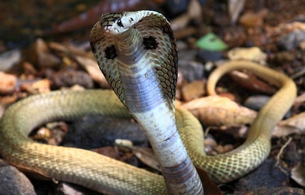 Cobra Cobra