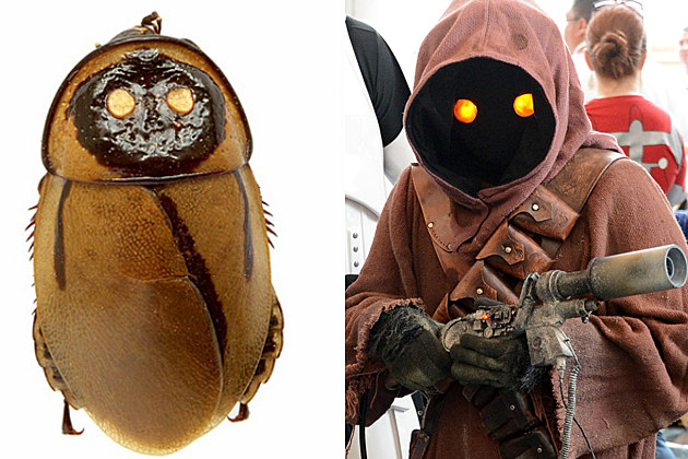 Cockroaches or Jawas? Cockroaches or Jawas?