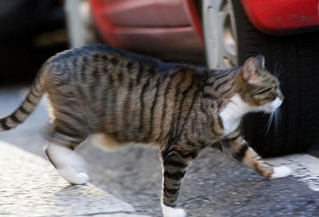 Tabby Cat on the Move Tabby Cat on the Move