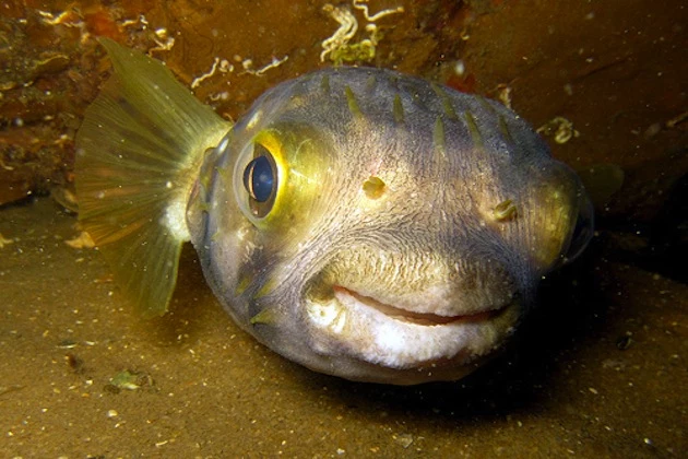 Fugu Puffer Fish Fugu Puffer Fish