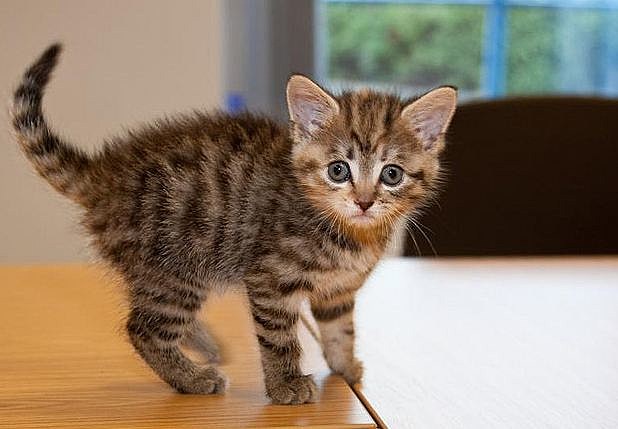 cute kitten cute kitten