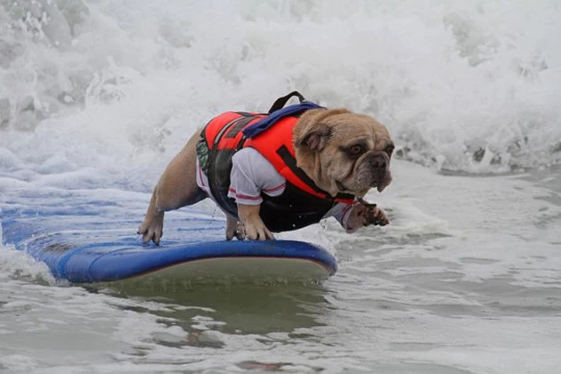 epic surf dog epic surf dog