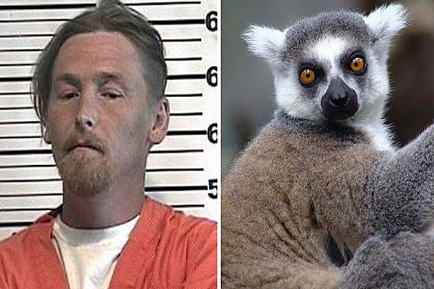 Lemur Lemur