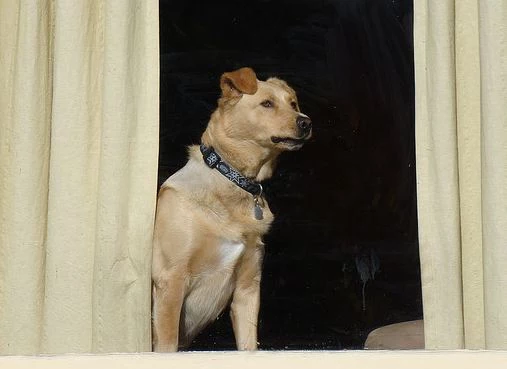 Doggy in the window Doggy in the window