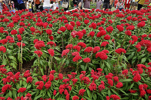 Flowers Flowers
