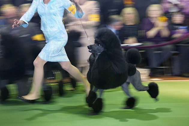 A Standard Poodle Competing at the Westminster Dog Show A Standard Poodle Competing at the Westminster Dog Show