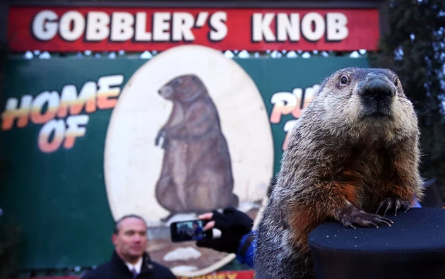 Punxsutawney Phil Punxsutawney Phil