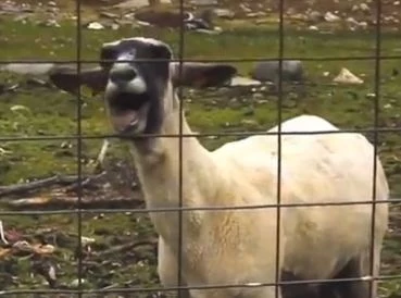 Goat scream Goat scream