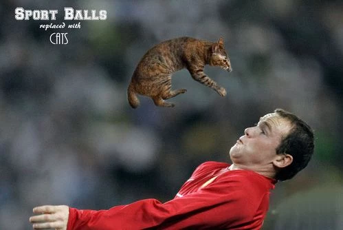 Sports Balls Replaced With Cats 4 Sports Balls Replaced With Cats 4