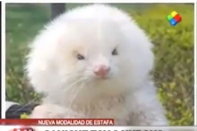 Man Buys Poodles, Discovers They’re Actually Ferrets on