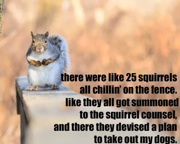 Squirrel Council Squirrel Council