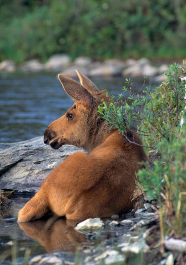 18 Pictures of Baby Moose, Just Because