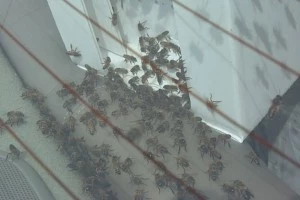 Bees Bees