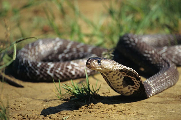 Snake Snake