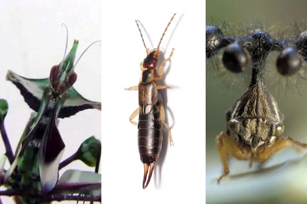 Ugly Bugs Ugly Bugs