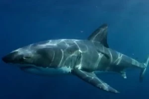 Shark Shark