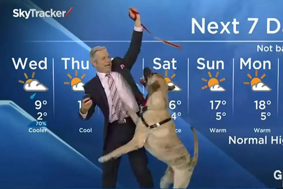 Ripple the Dog Completely (And Hilariously) Ruins Local Weather Forecast