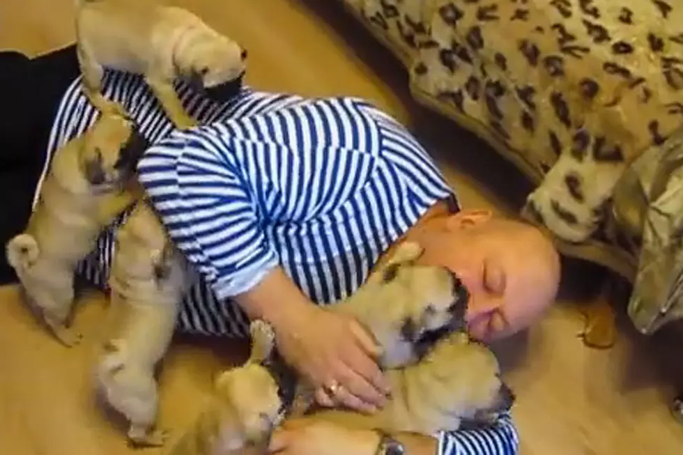 Man Mobbed by Puppies in Cutest Attack Ever