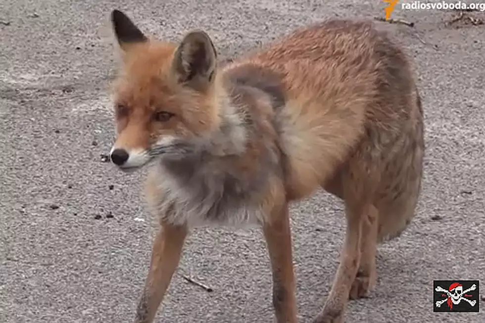Watch a Fox Make a Mouth-Watering Sandwich