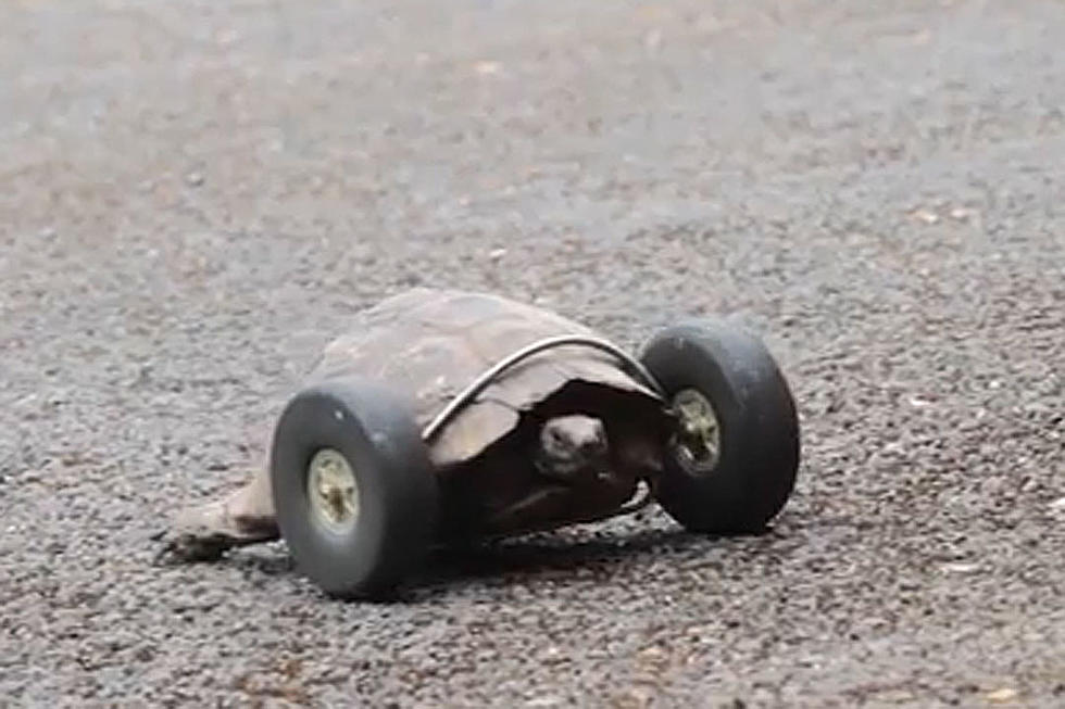 90-Year-Old Tortoise Gets Wheels to Replace Severed Rat-Eaten Legs