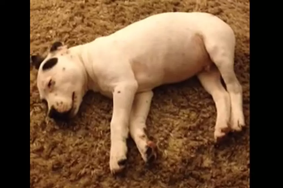 See Napping Dog Petrified of Loud Fart Because Gas Is Funny