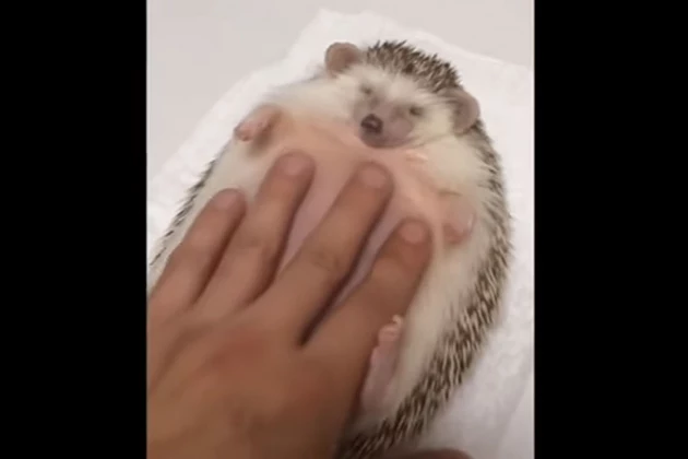 Hedgehog