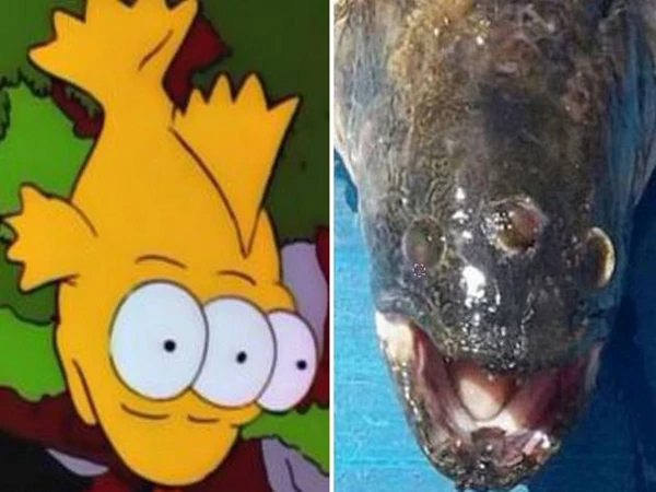 Real Life Three-Eyed Fish from ‘The Simpsons’ Caught Next To Nuclear ...