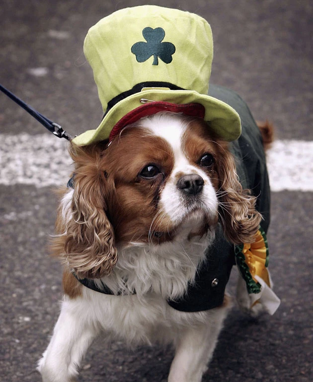 17 Dogs Rockin’ Adorable St. Patrick’s Day Costumes