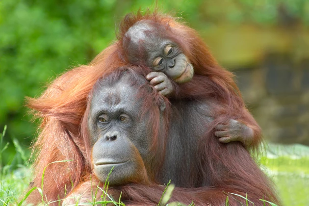 15 Baby Animals Celebrating Mother’s Day With Their Mommies