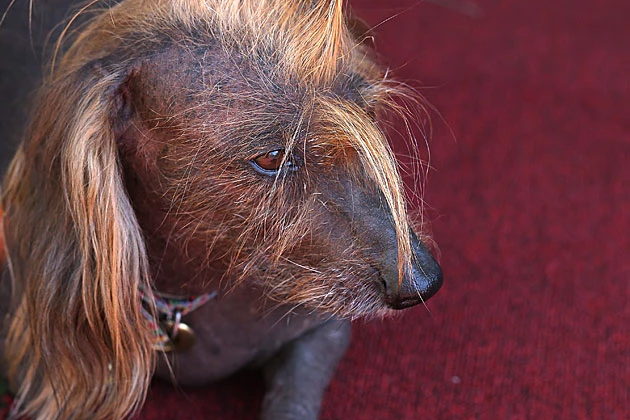 World’s Ugliest Dog Is So Ugly He May Actually Be Cute