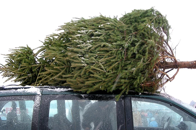 That Tree On Top of Your Car Could Land You a Ticket