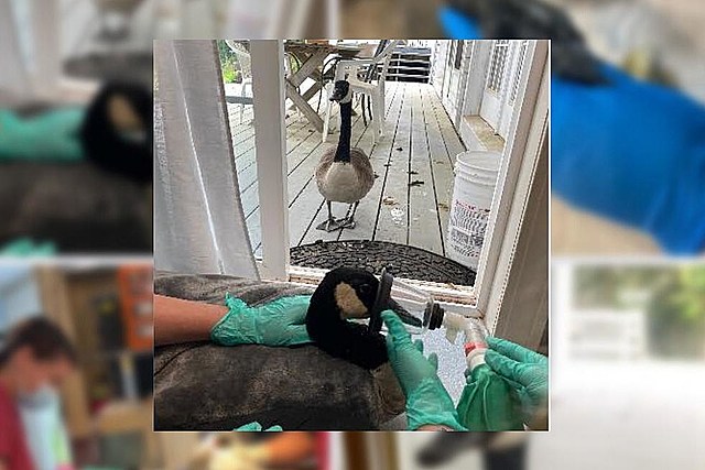 Goose Has Cutest Reaction When Her Mate Is Rushed into Surgery