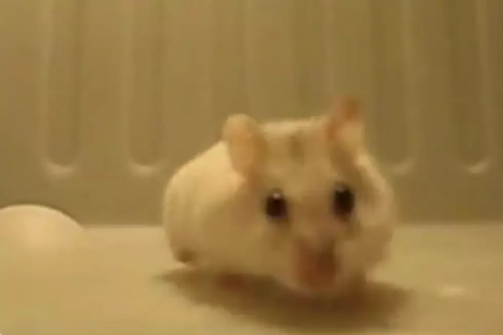 Backflipping Hamster Could Take Over the Internet