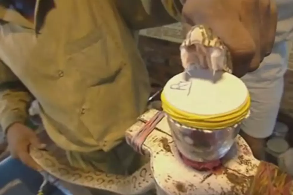 Watch Deadly Snake Venom Turn Blood Into Jelly