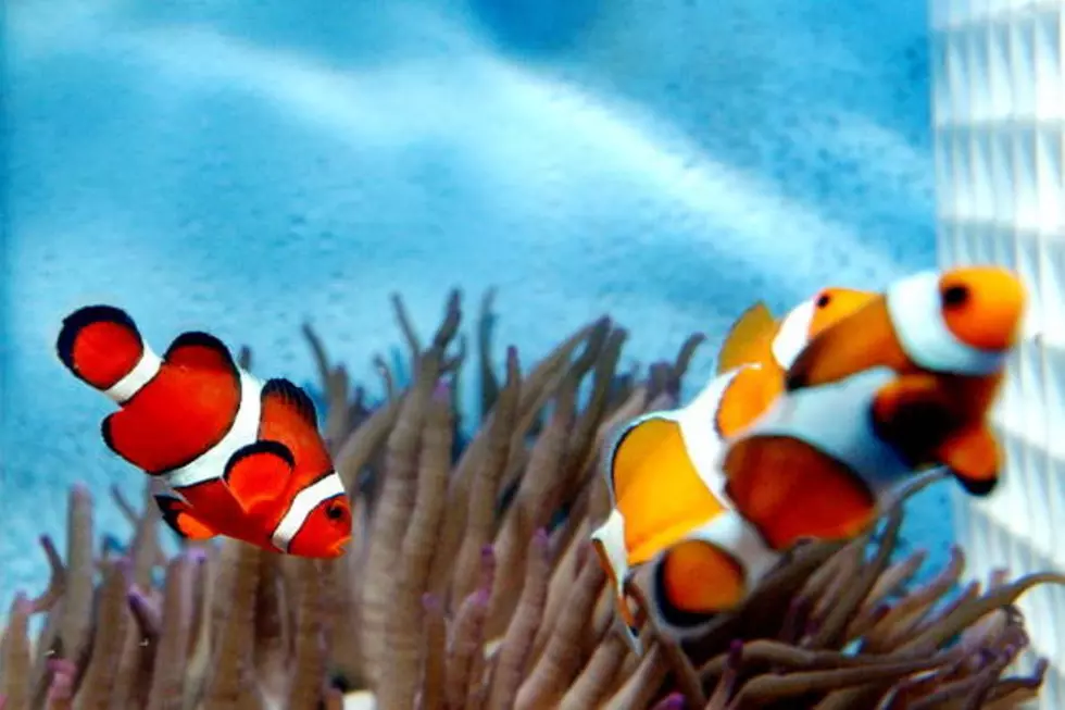 ‘Finding Nemo’ Fish Could Be Listed as Endangered