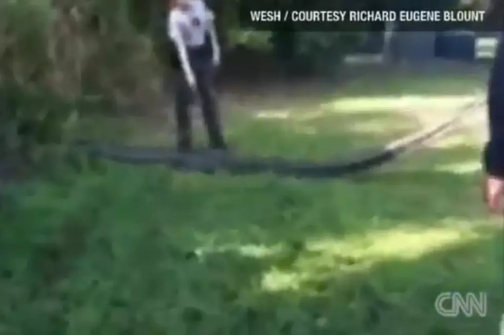 17-Foot Python Menaces Family Picnic