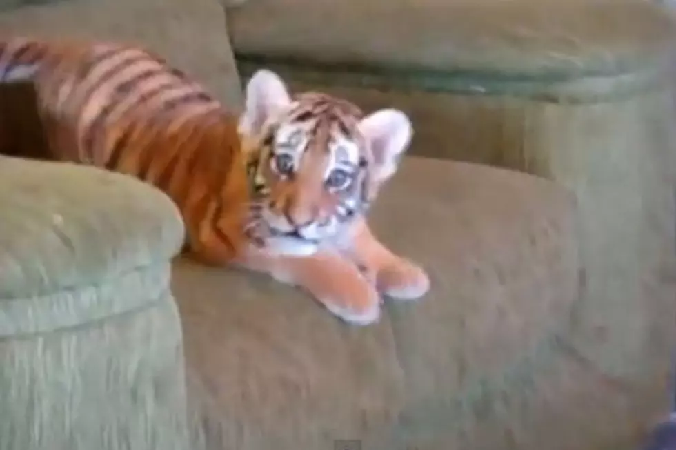 ‘Baby Tiger Jumping on a Couch’ Wins Best Animal Video of the Year — TheFW Awards 2012