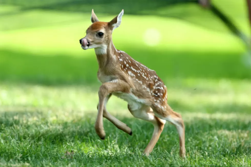 Deputy Rescues Endangered Deer With Doritos Bag Stuck on Its Head
