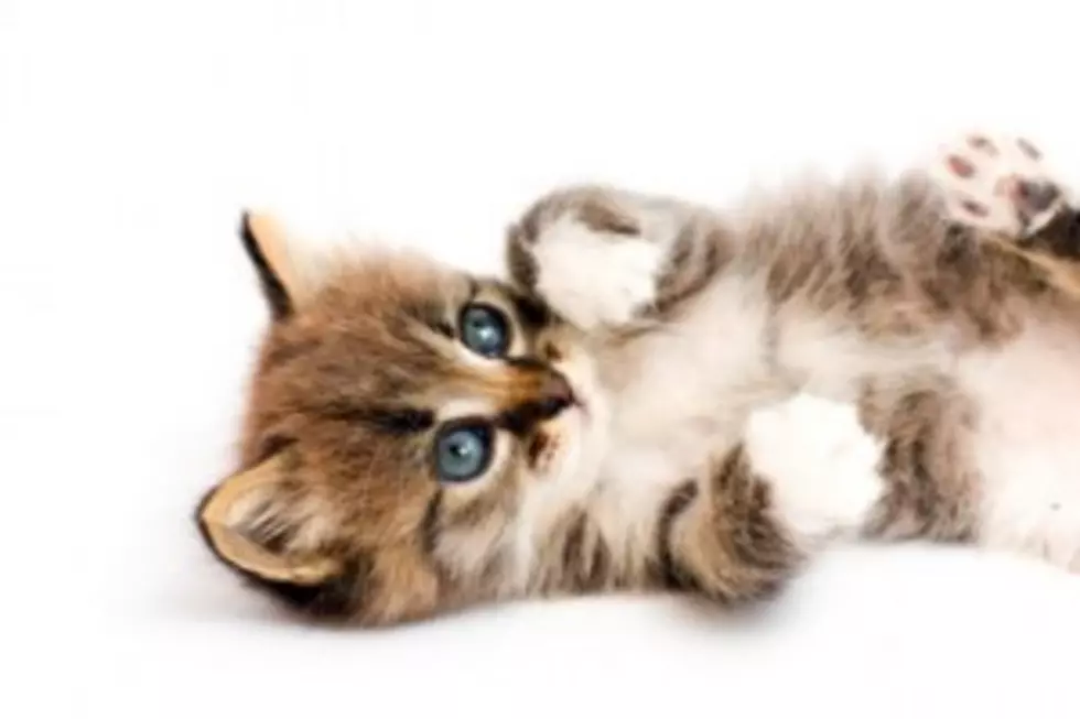 10 Funniest Cat Videos