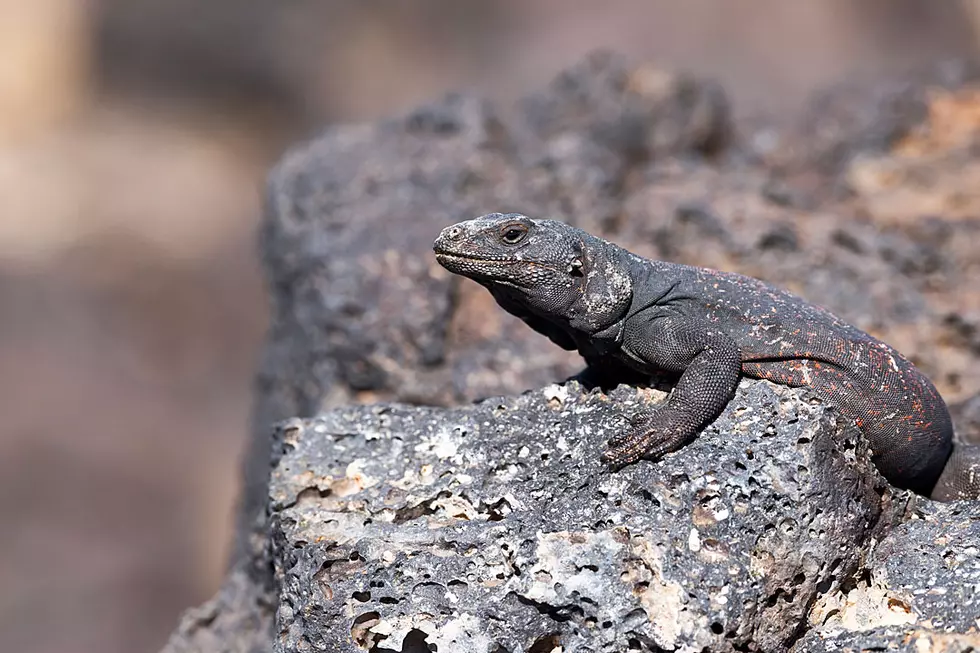 Sweltering Desert Lizard Desperately Races for Shade