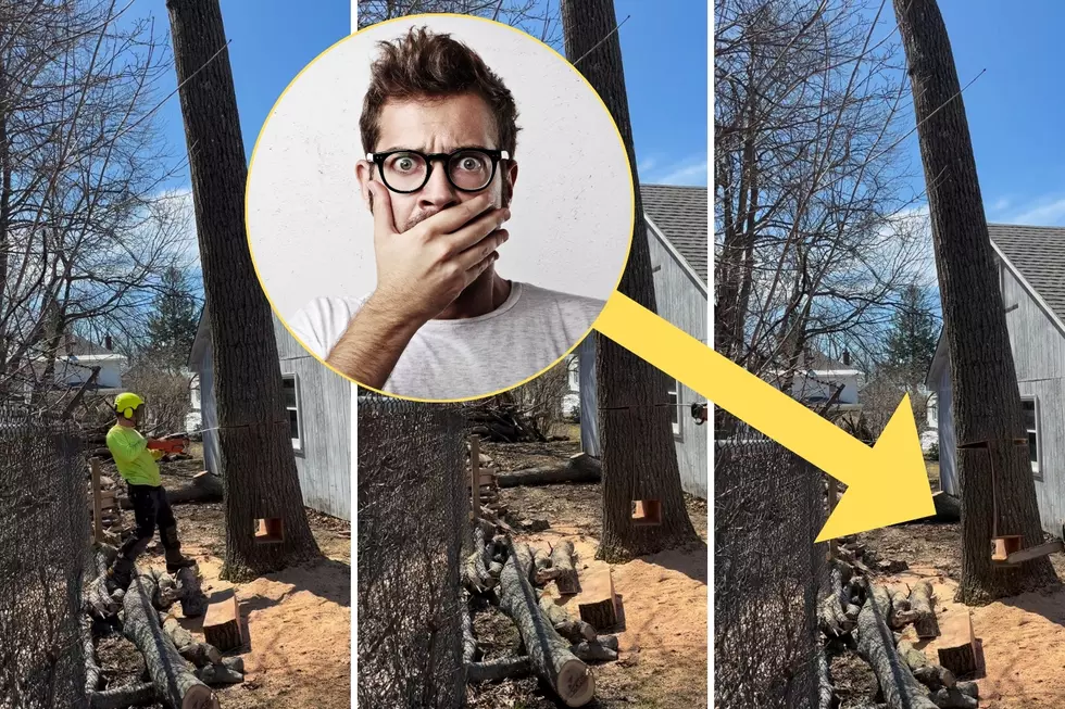 I Am Still Recovering From This Mind-Blowing Tree-Cutting Video