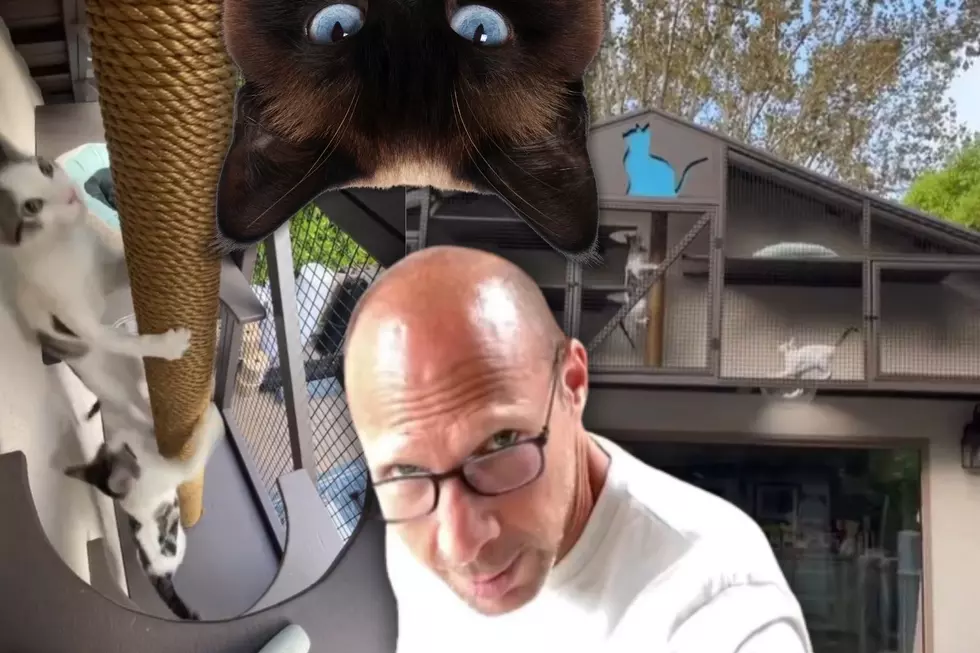 MEOW: Cat Dad Remodels Entire Home For Beloved Felines