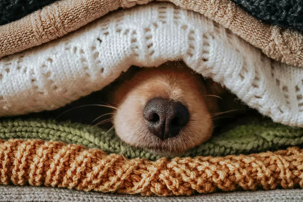 23 Dogs Who Are More Ready for Fall Than You Are